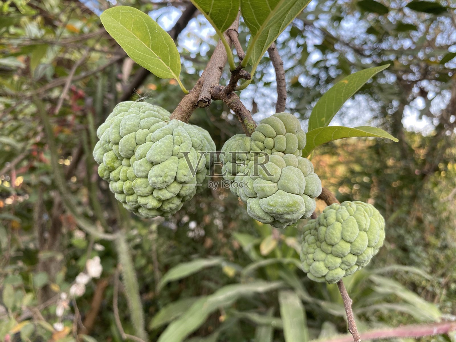 新鲜的绿糖苹果果实在自然花园照片摄影图片