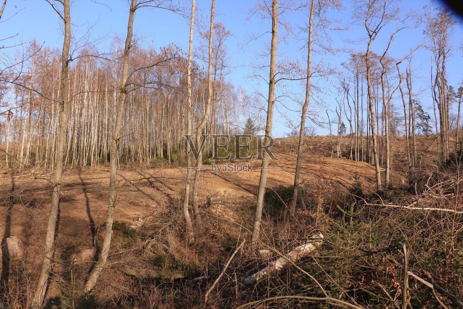 这是德国门登阳光明媚的春日照片摄影图片