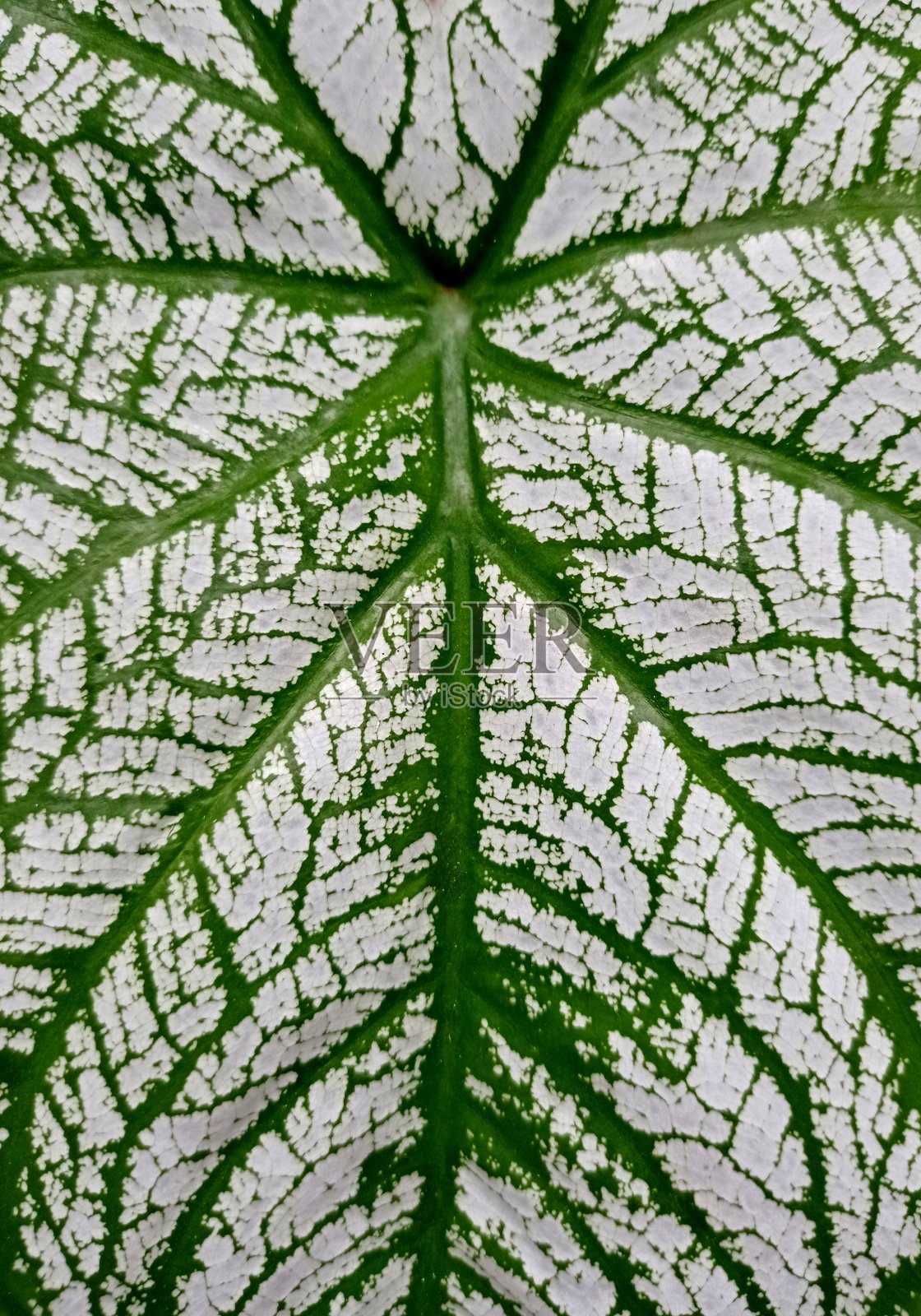 贝母二色的照片摄影图片