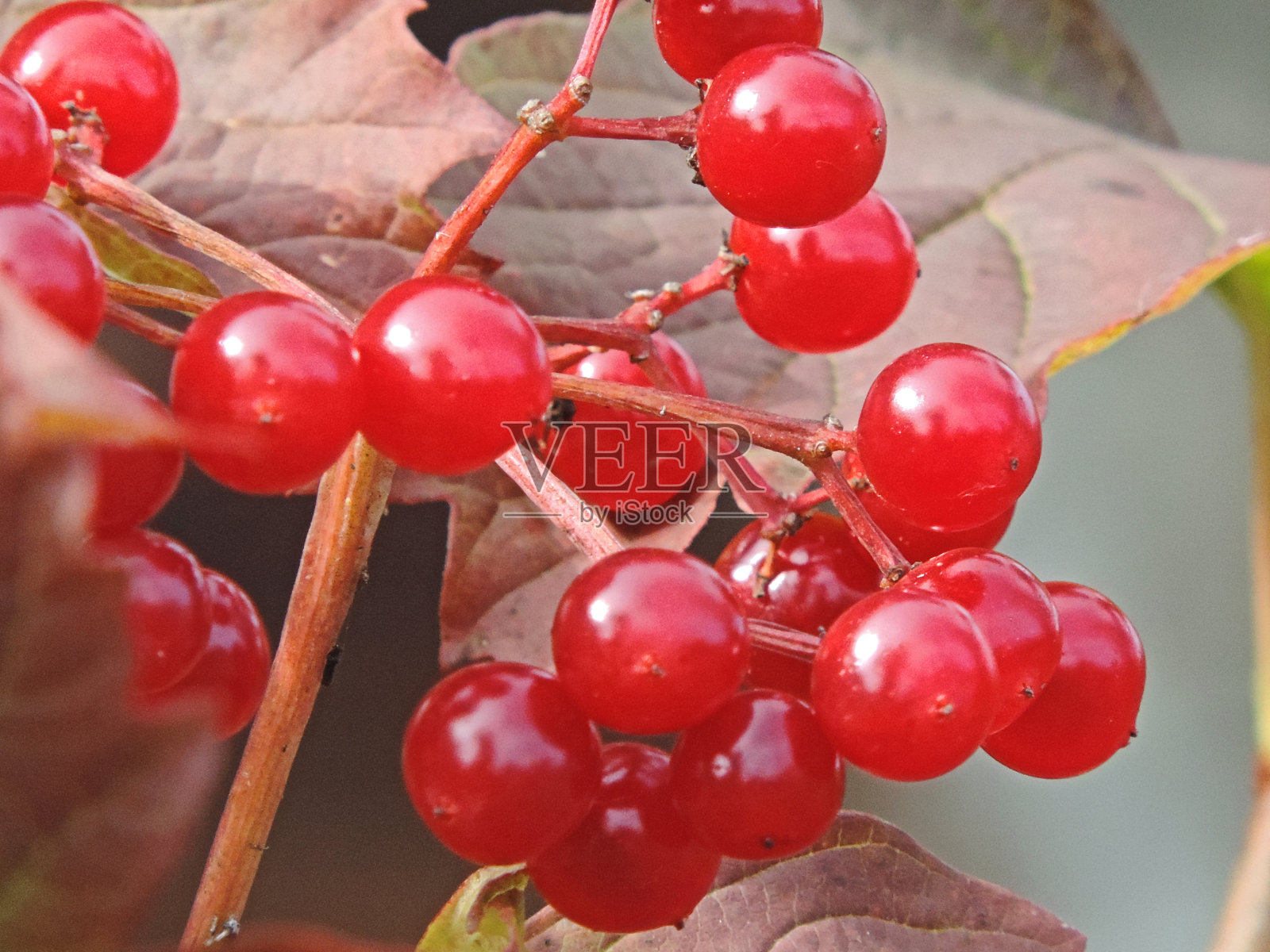 红色大浆果荚林,有用药用,苦无味照片摄影图片