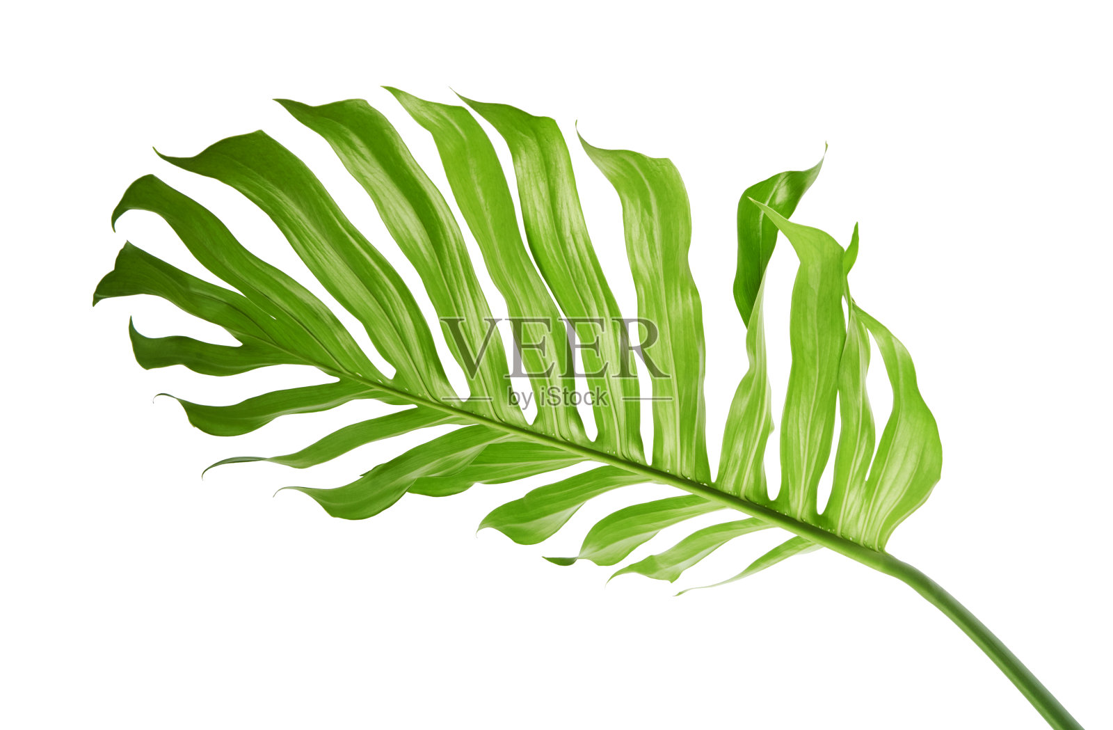 瑞士奶酪植物,孤立在白色背景上,有修剪路径照片摄影图片