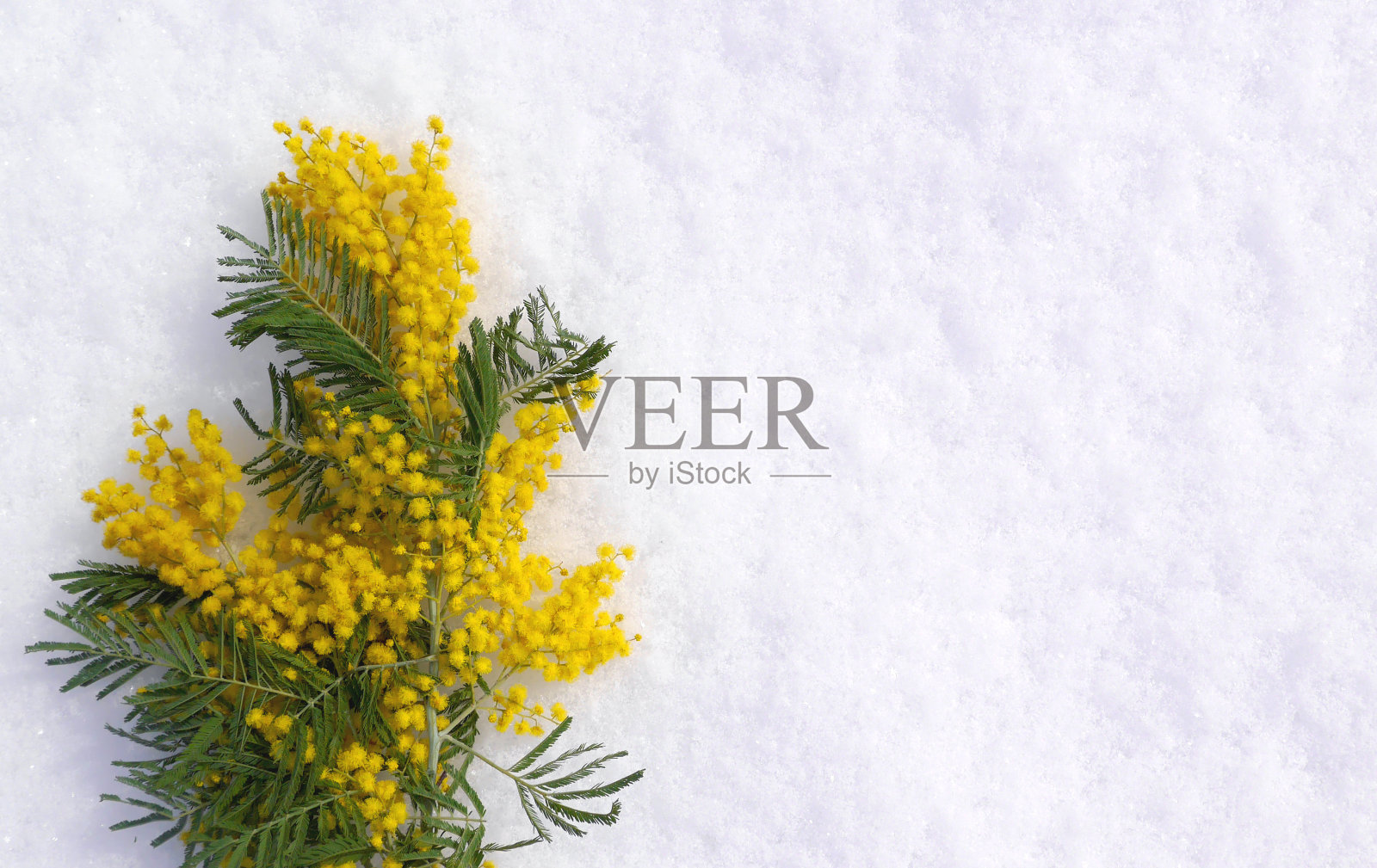 大自然微距照片含羞草俯视图在白色的雪。照片摄影图片