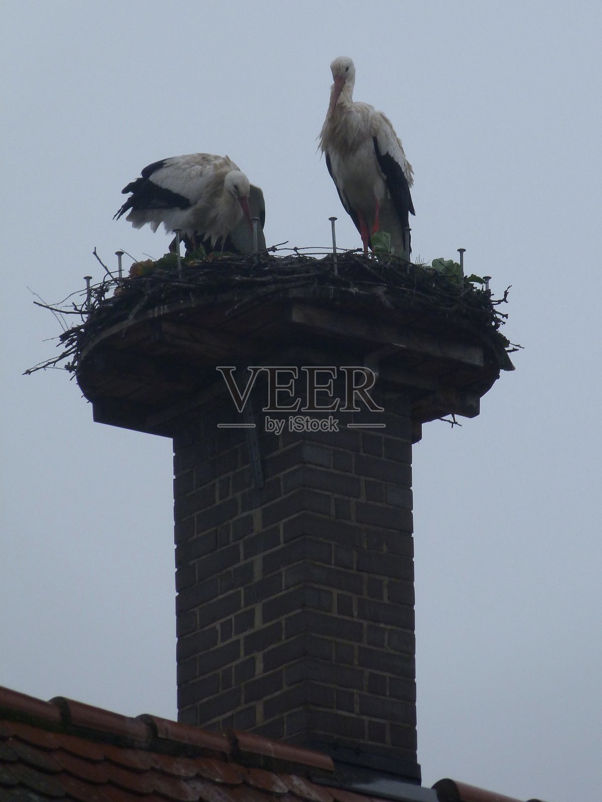 两个鹳照片摄影图片