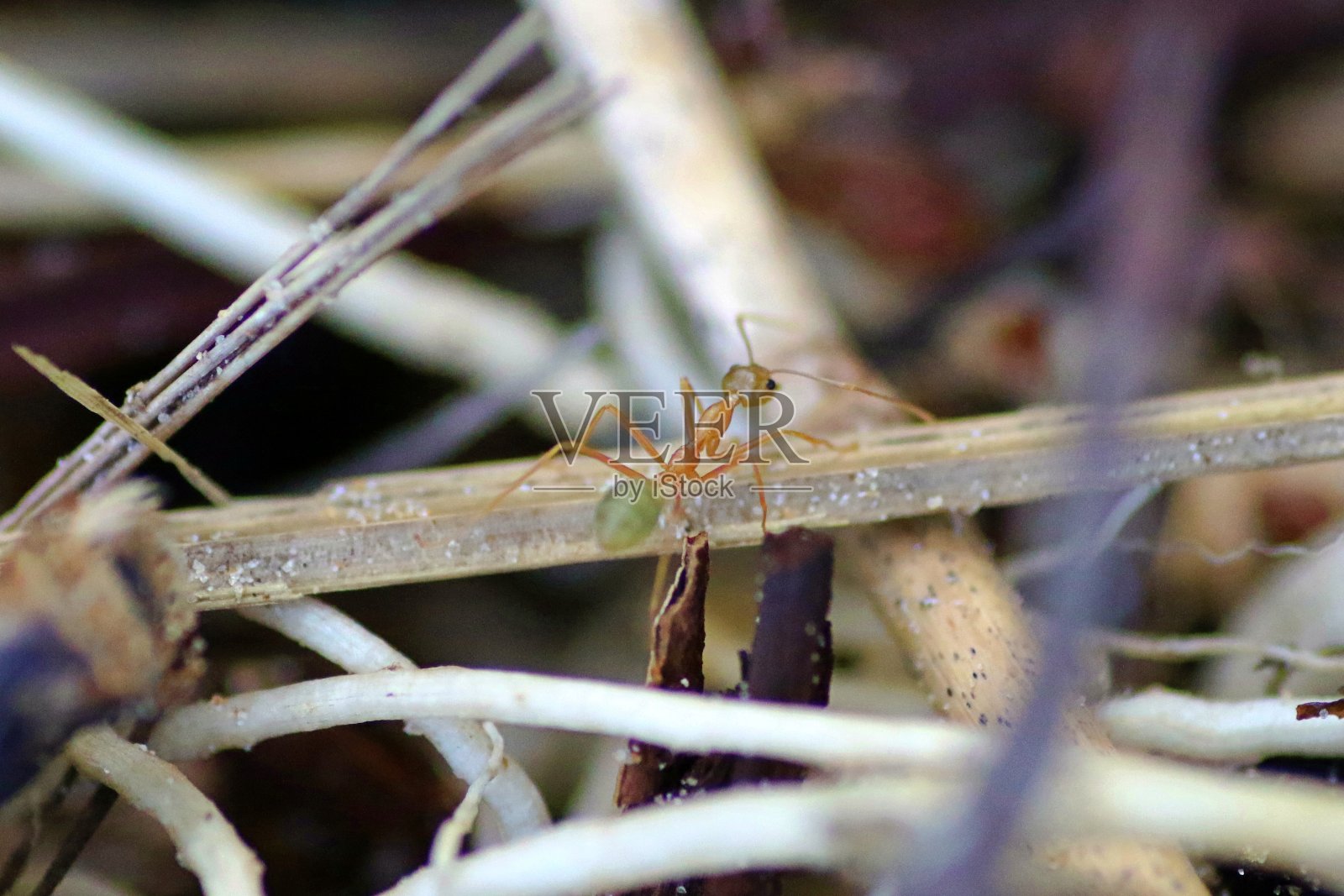 叶刀蚂蚁照片摄影图片