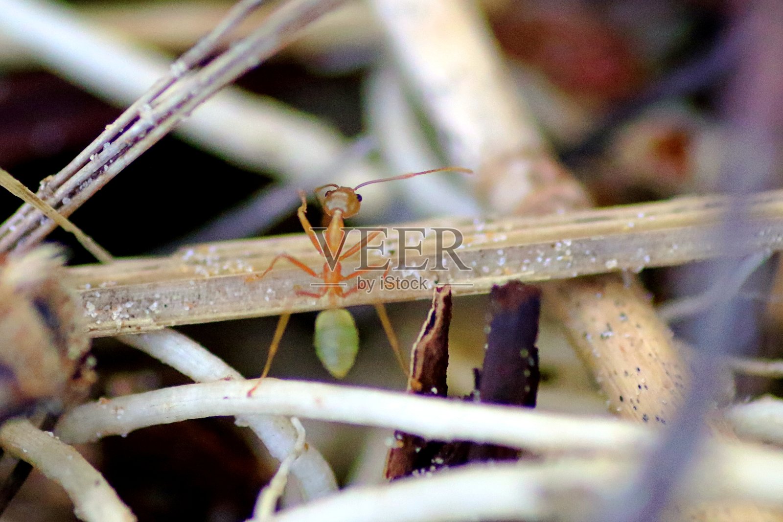 叶刀蚂蚁照片摄影图片