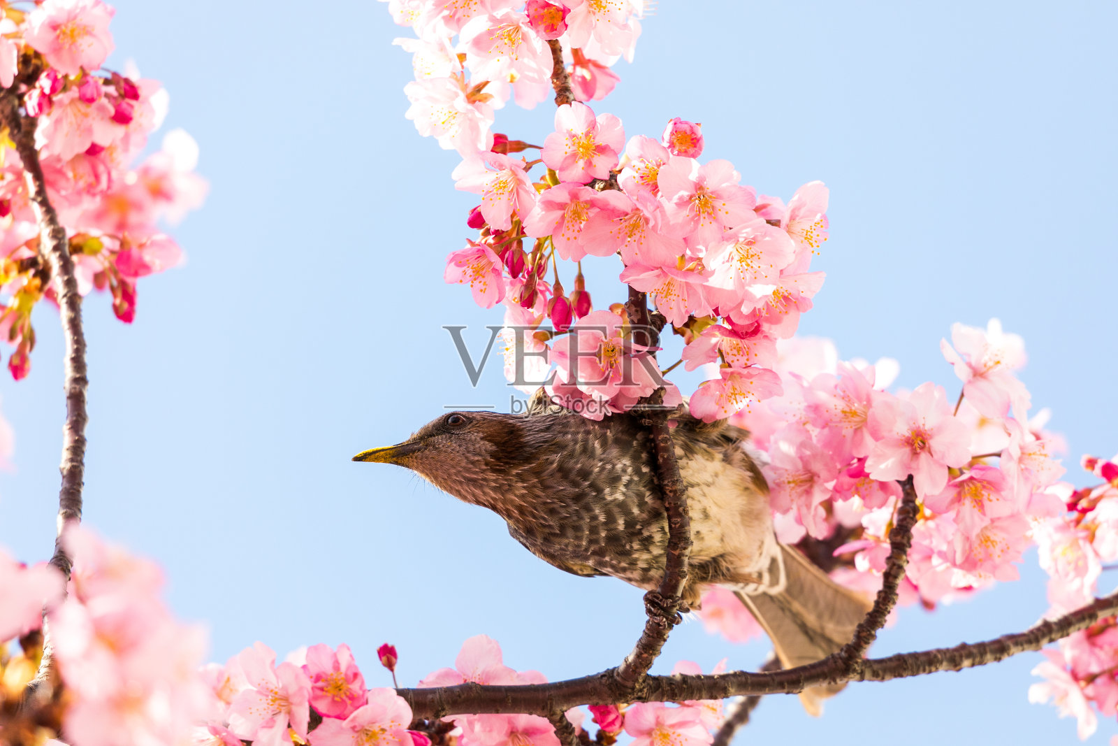 河津樱花和球茎,江户川区,东京,日本照片摄影图片