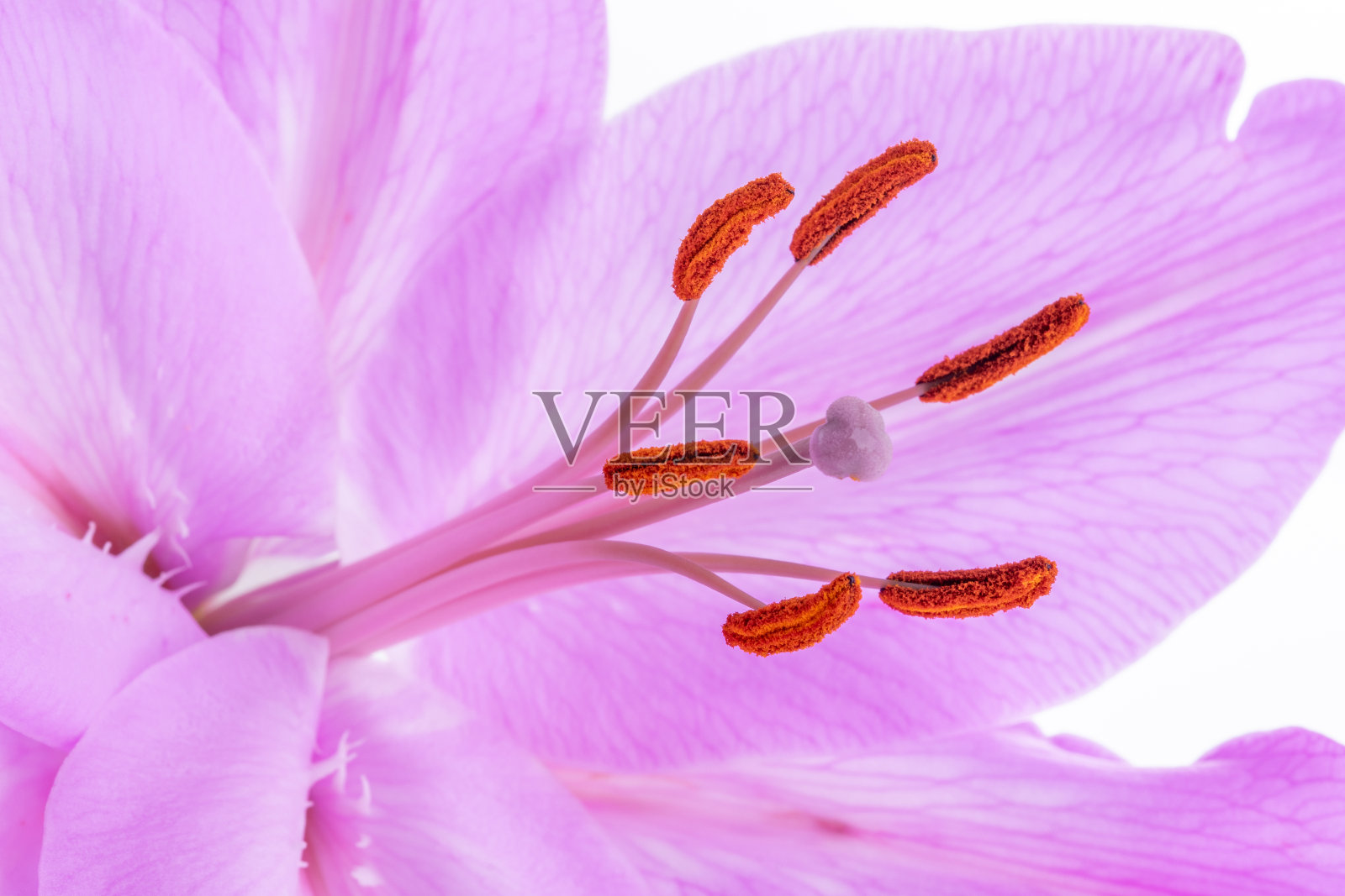 大的盛开的紫色百合花的雌蕊和雄蕊。照片摄影图片