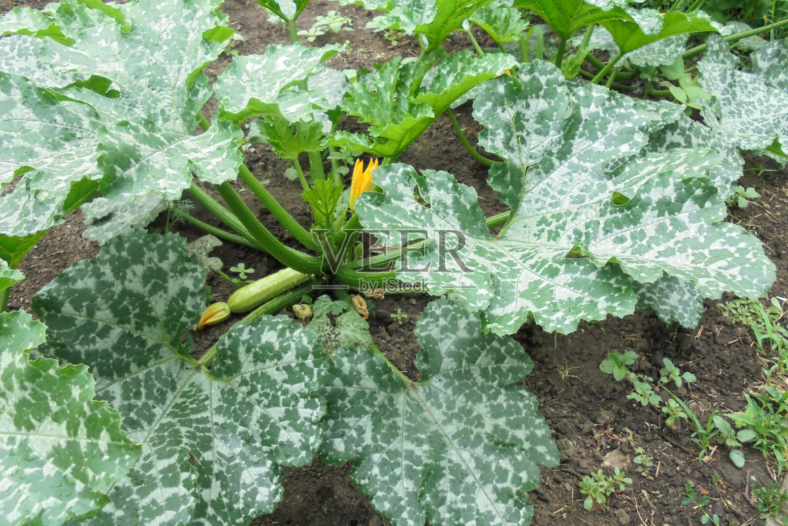 一种绿色的西葫芦植物,大叶子和雨滴和一个小西葫芦生长在花园床上。有机农业照片摄影图片