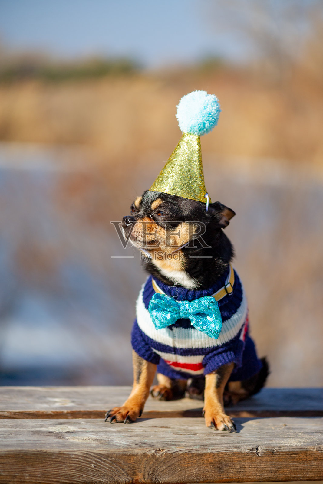 一个可爱的生日吉娃娃在自然的背景。戴生日帽的吉娃娃狗。照片摄影图片