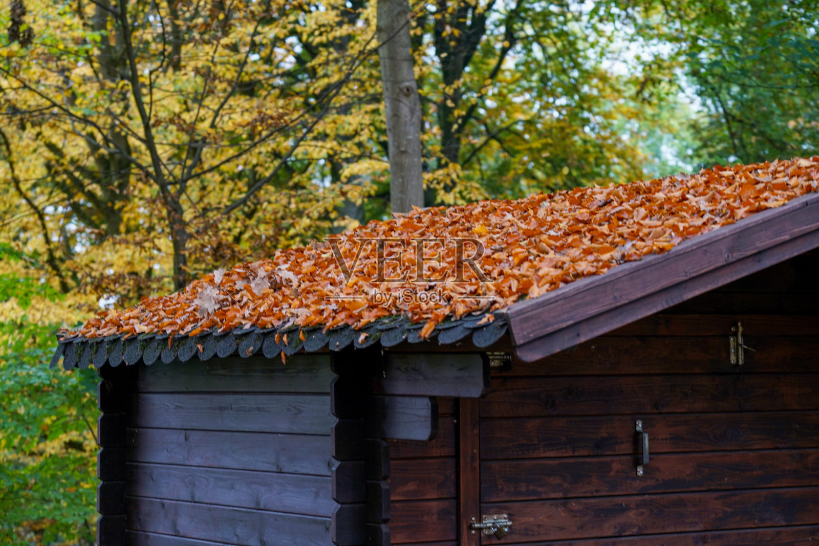 老木屋和风化的木板在森林中拍摄照片摄影图片