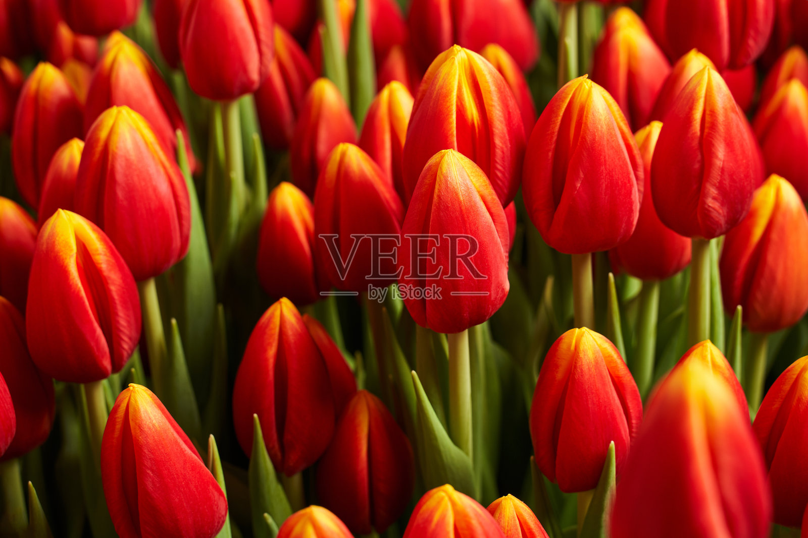 美丽的红色郁金香花蕾和黄色的顶部。美丽的花的背景照片摄影图片