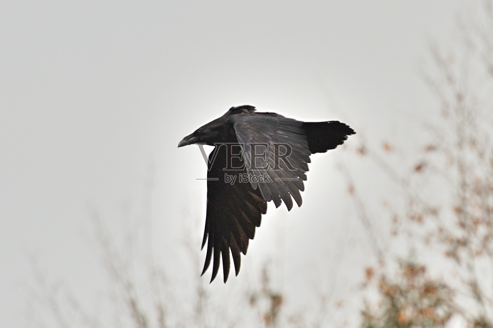 渡鸦照片摄影图片