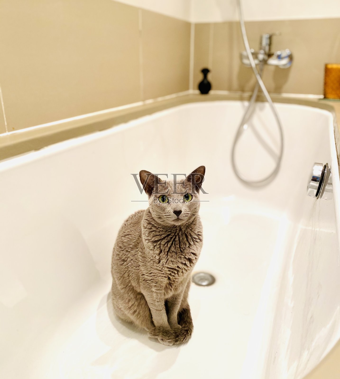 俄罗斯蓝猫在浴缸里照片摄影图片