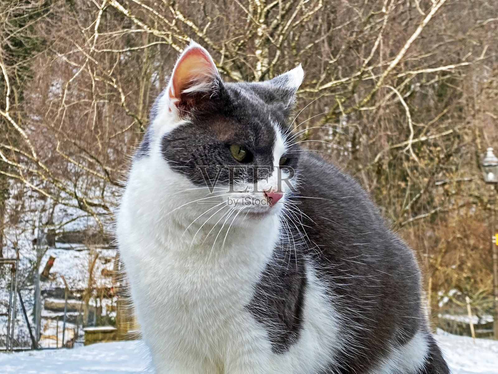 家猫在农场的木栅栏上,在冬季的高山混交林里。照片摄影图片