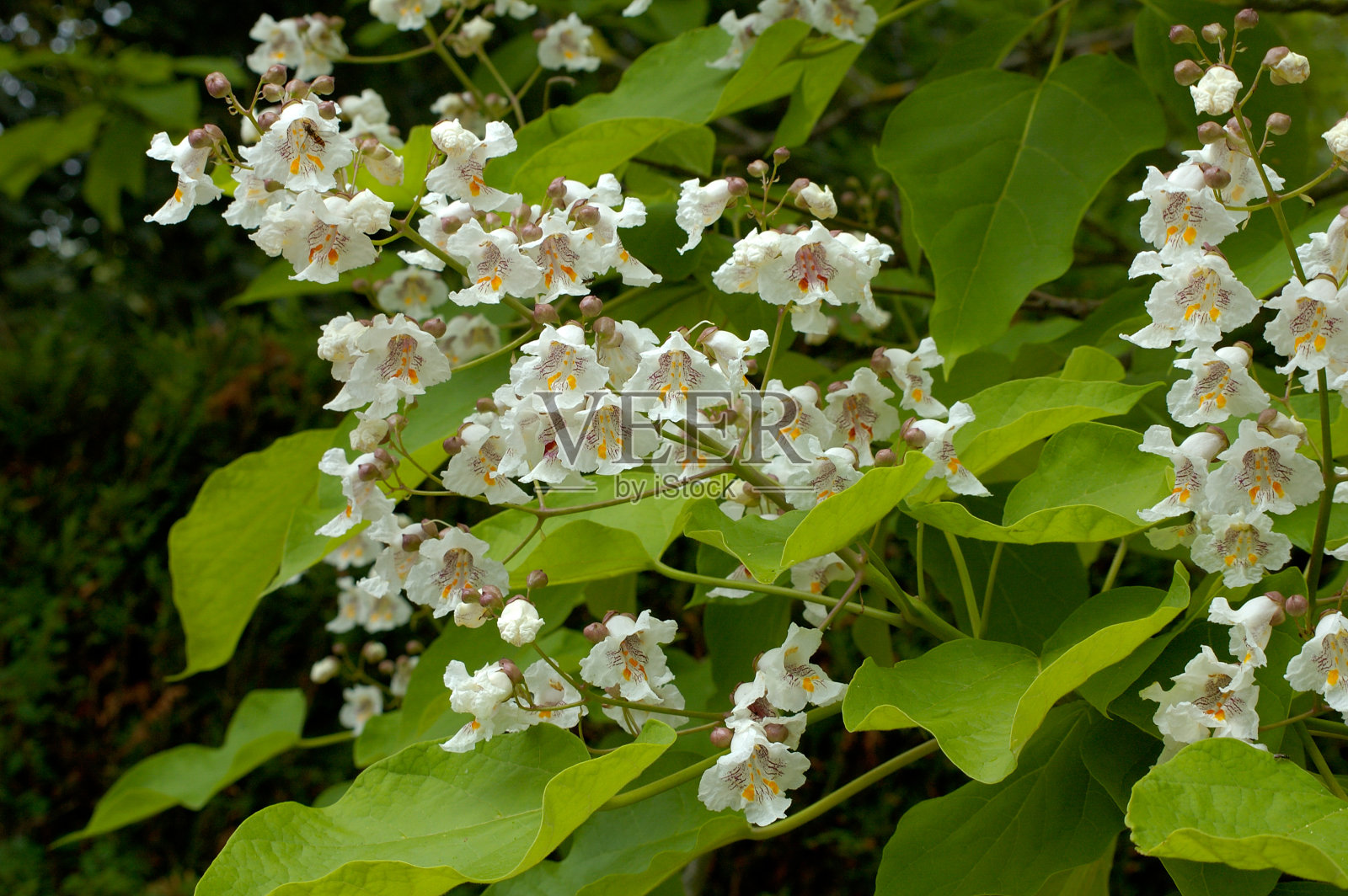 印度豆树照片摄影图片