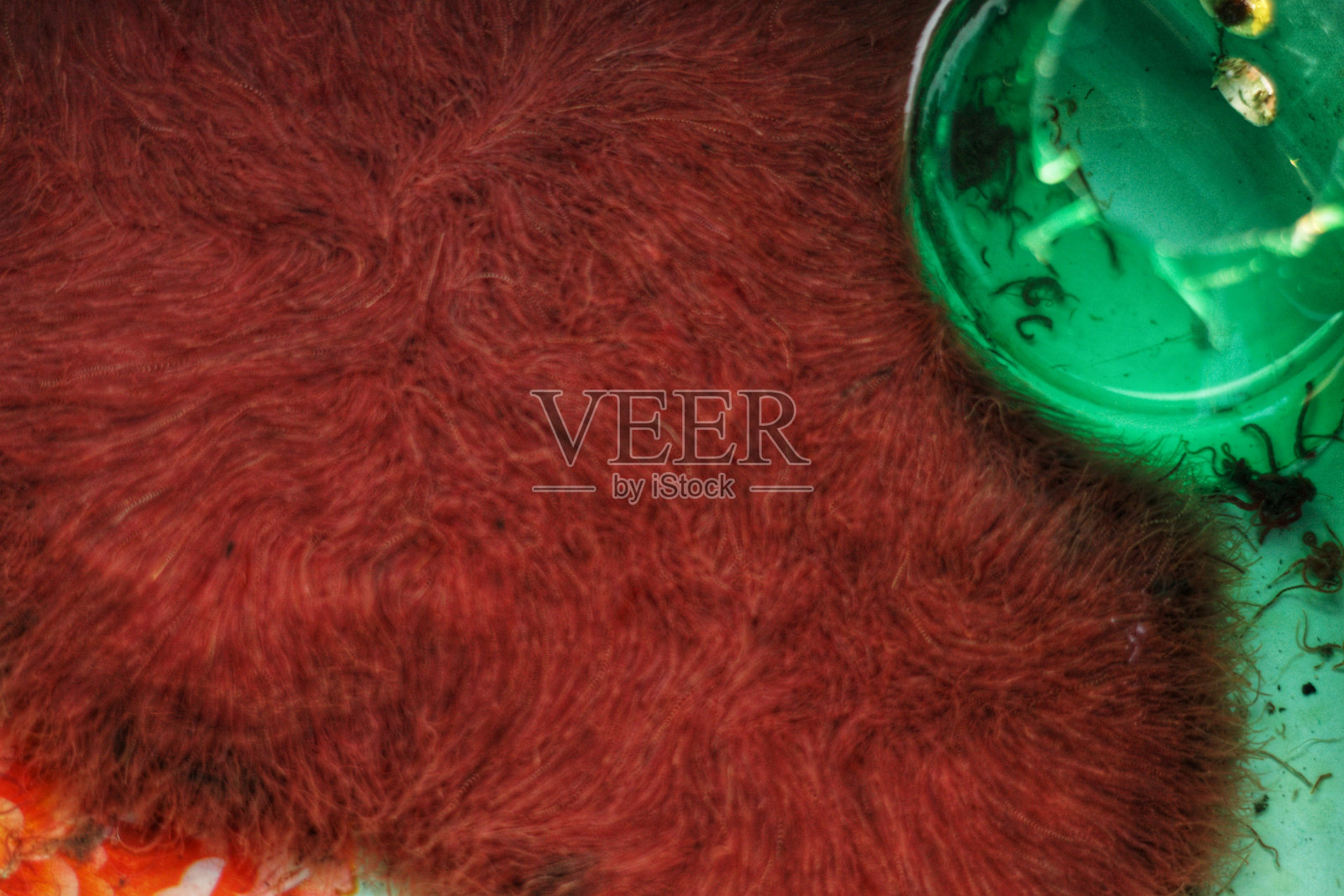 水丝蚓蠕虫照片摄影图片