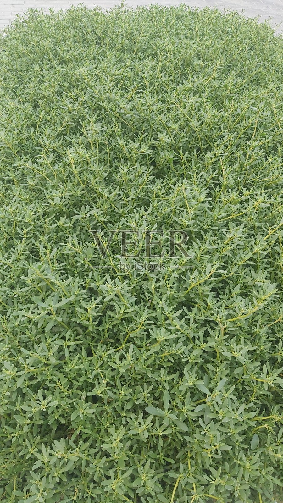 绿色花朵照片摄影图片