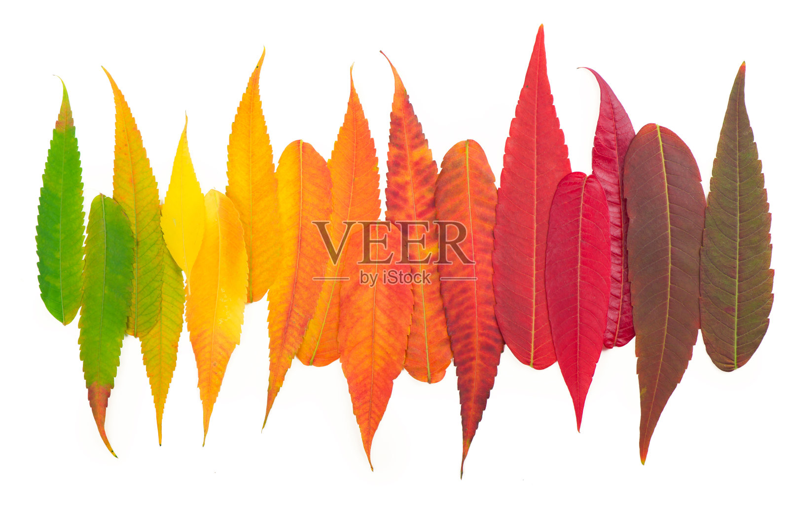 秋叶调色板五彩缤纷的秋叶背景照片摄影图片