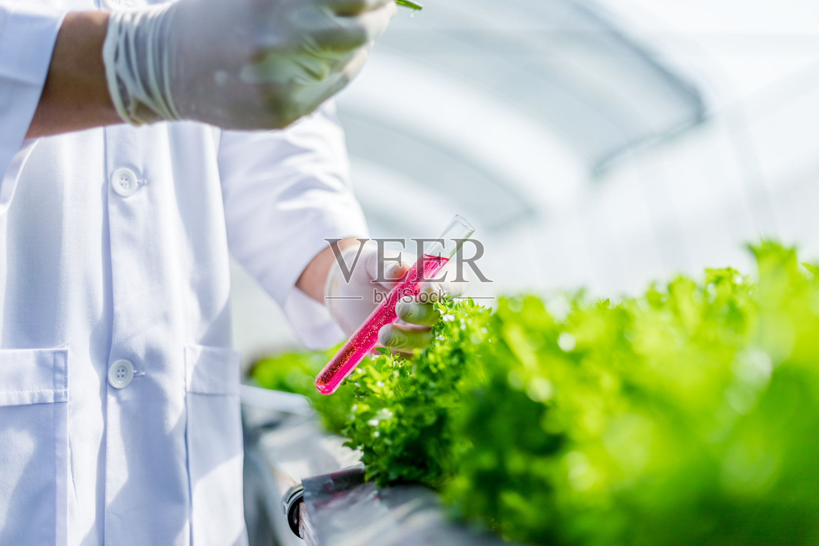 科学家测试溶液,化学检查,在有机水培农场检查新鲜程度。照片摄影图片