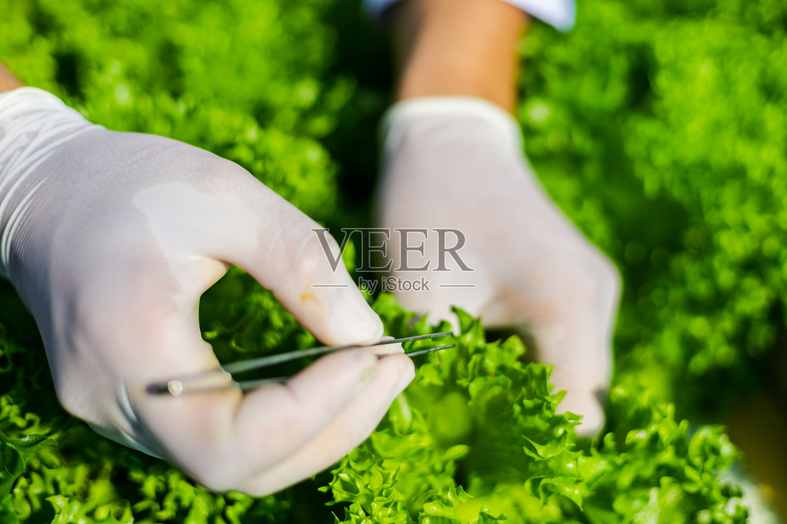 科学家测试溶液,化学检查,在有机水培农场检查新鲜程度。照片摄影图片