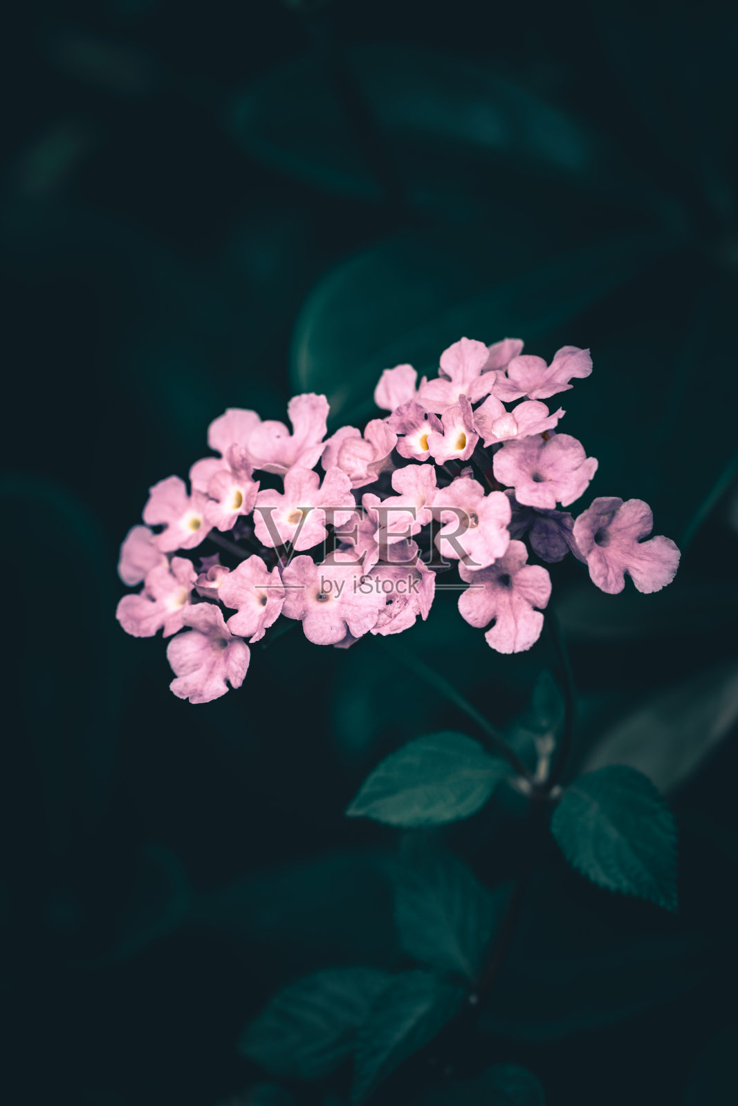 戏剧性的花的背景;自然背景照片摄影图片
