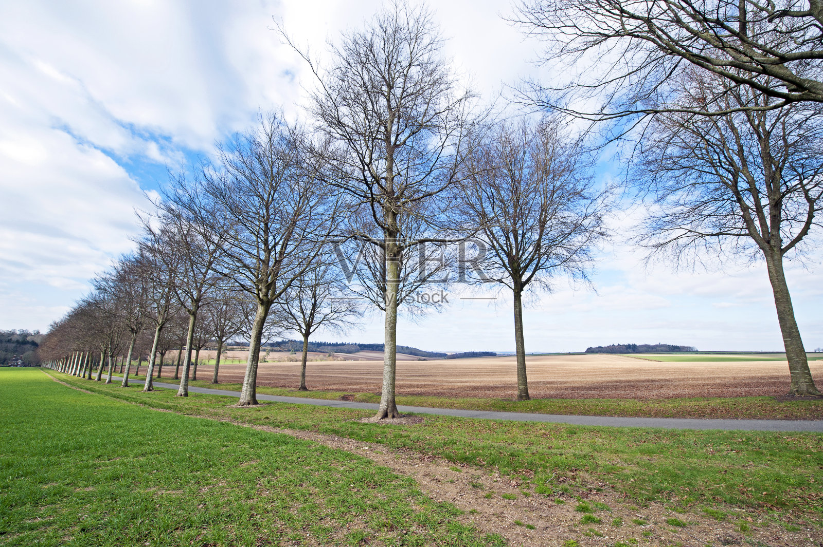 莫尔克里切尔大街的山毛榉树的广角。英国多塞特郡温伯恩市威斯尚顿附近的克里切尔庄园,一条公共小径。照片摄影图片