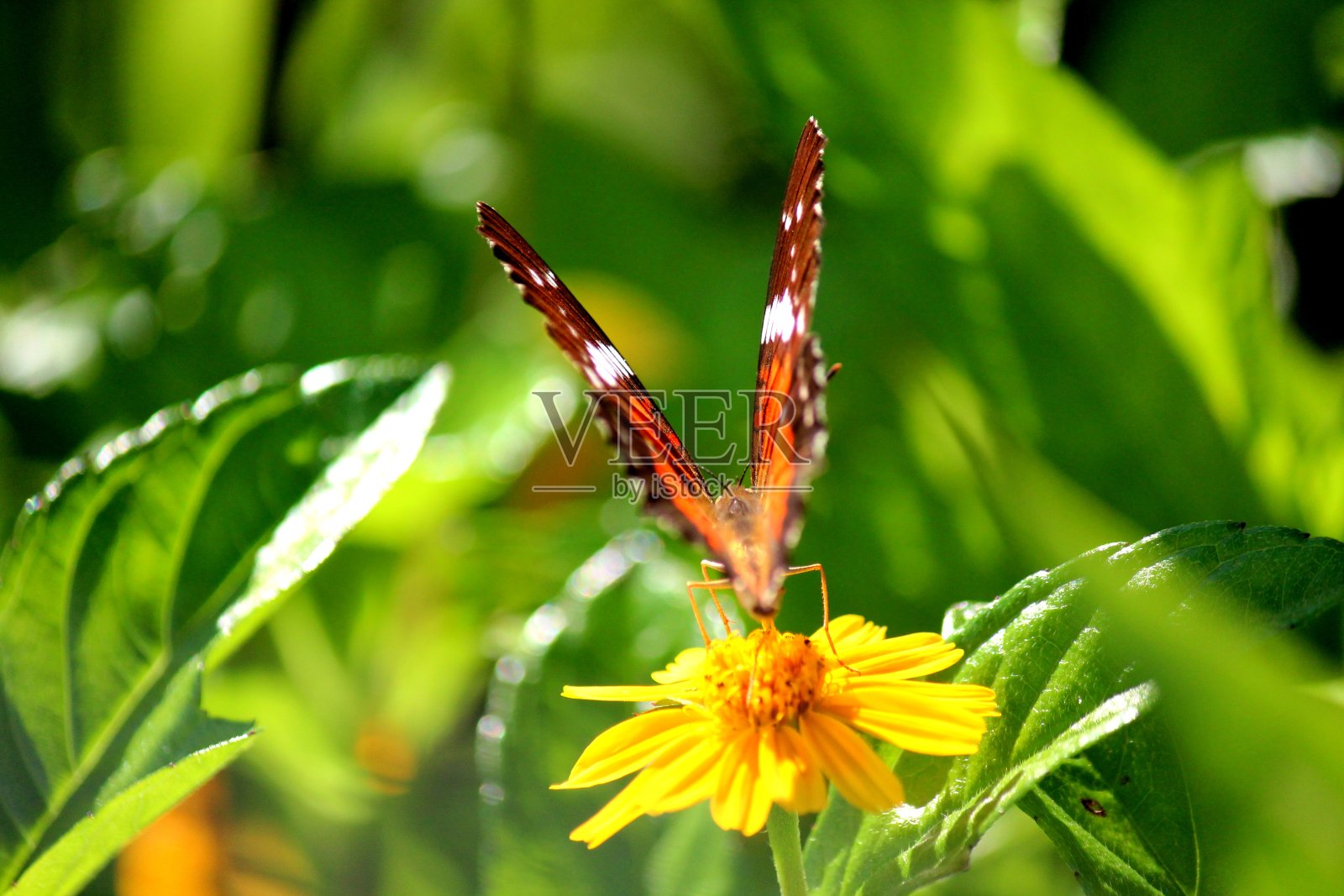 蝴蝶属昆虫照片摄影图片