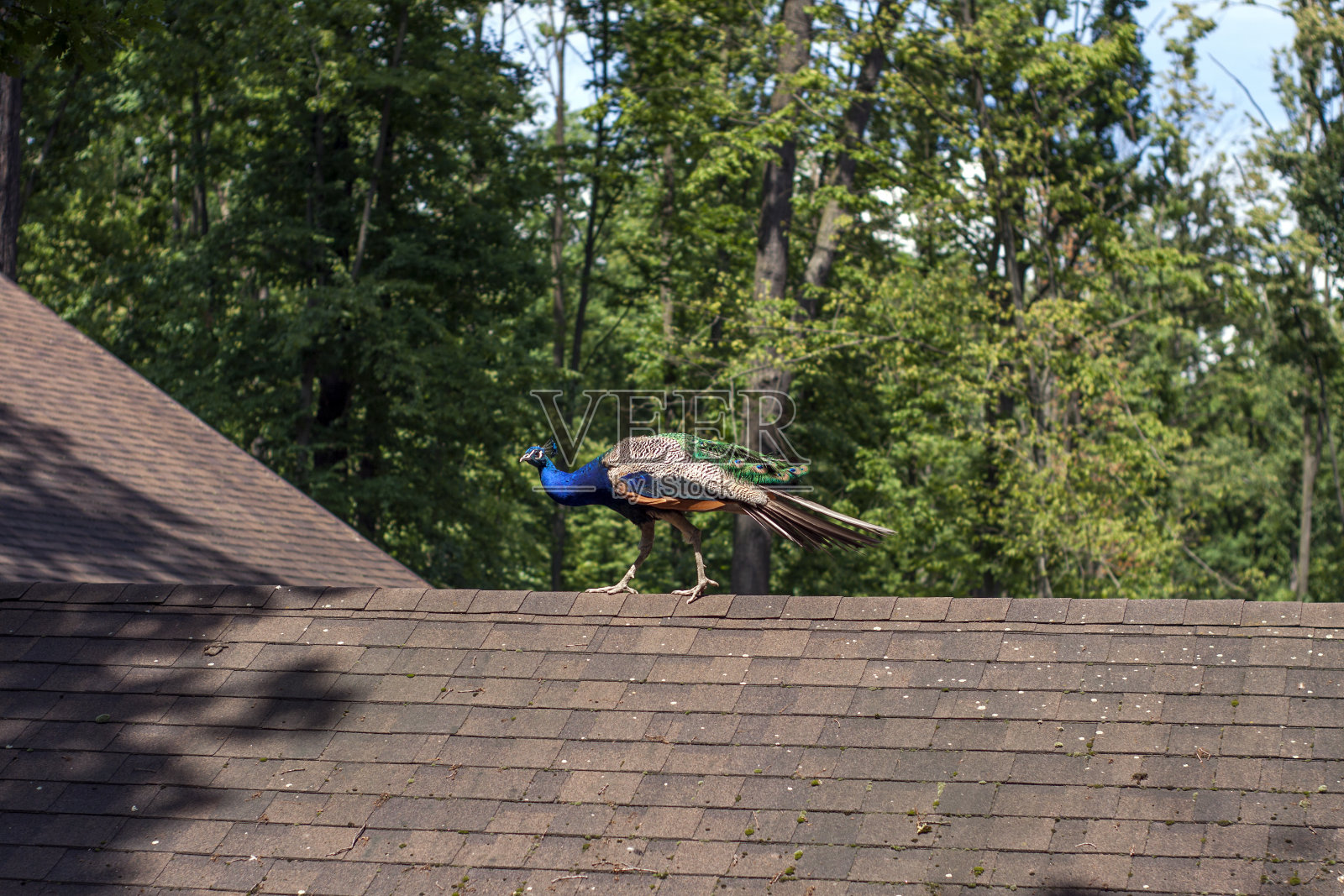 一只美丽多彩的孔雀在屋顶上行走。照片摄影图片