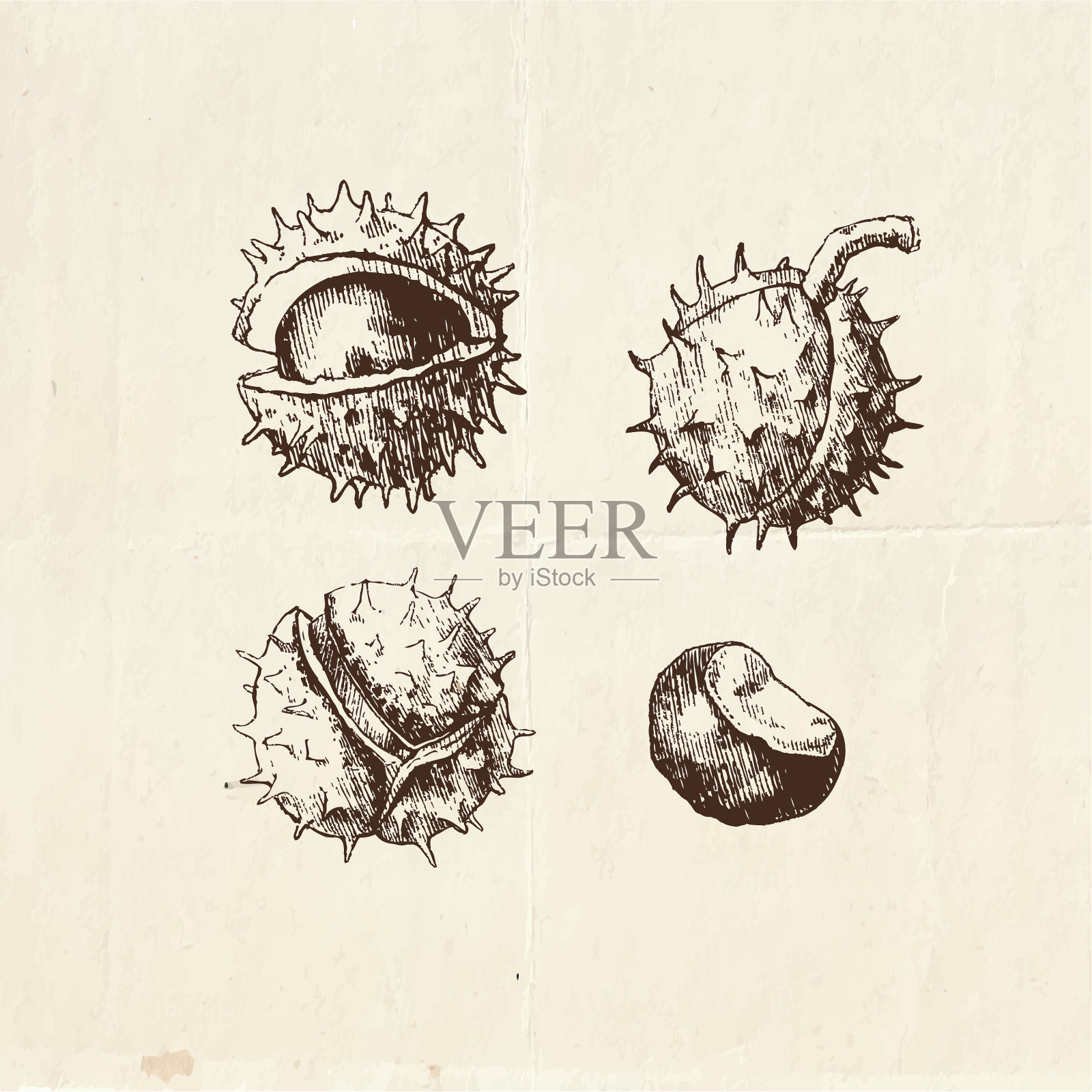 栗子图纸插画图片素材