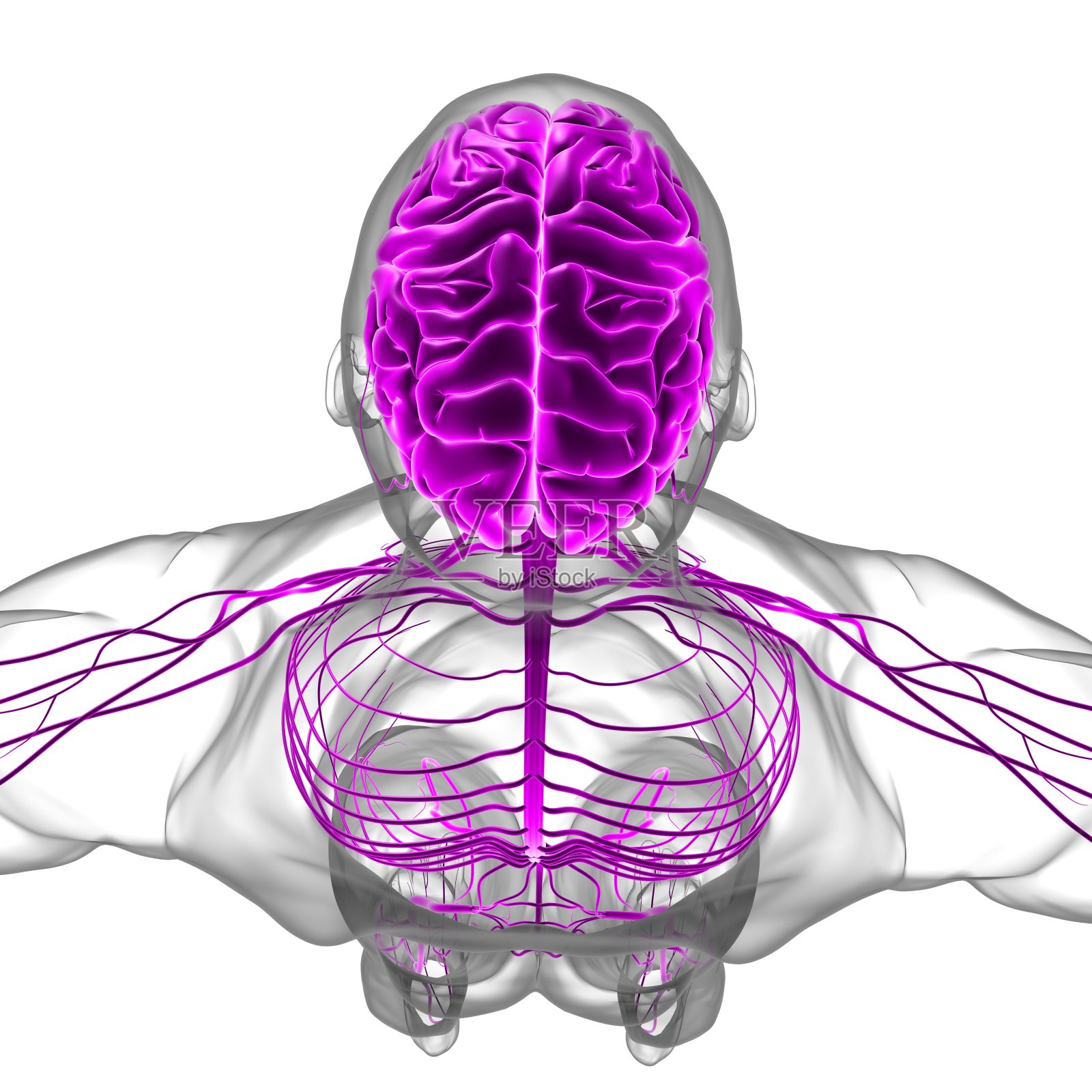 人体大脑解剖的医学概念3D照片摄影图片