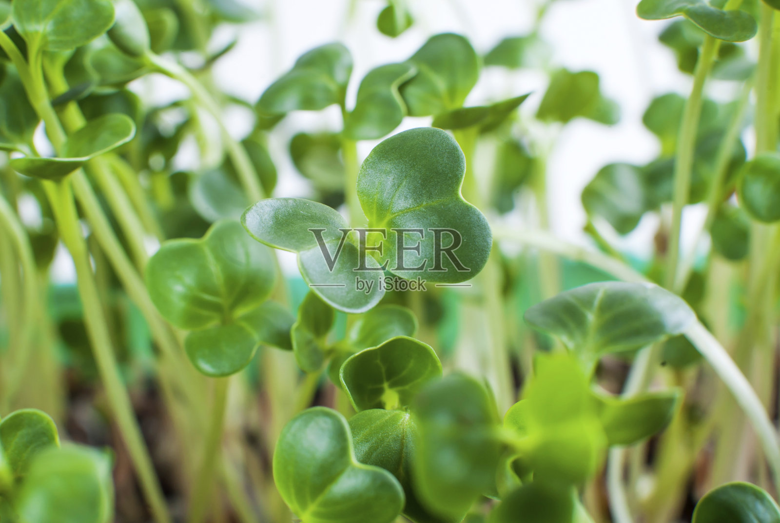 近景中,长出许多绿色的萝卜嫩芽。宏。Microgreen照片摄影图片