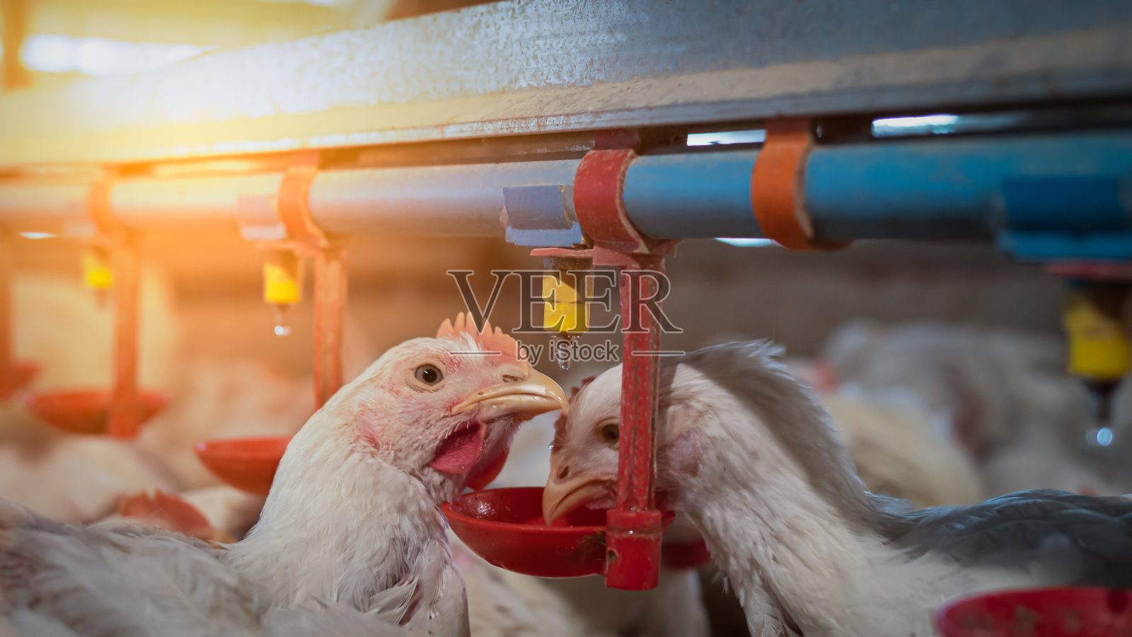 农场里的白鸡正在喝水照片摄影图片