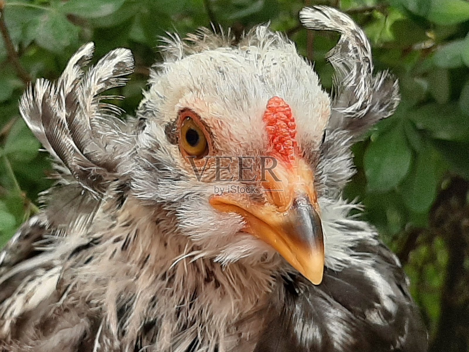 阿劳卡纳·哈恩·兹韦格胡恩照片摄影图片