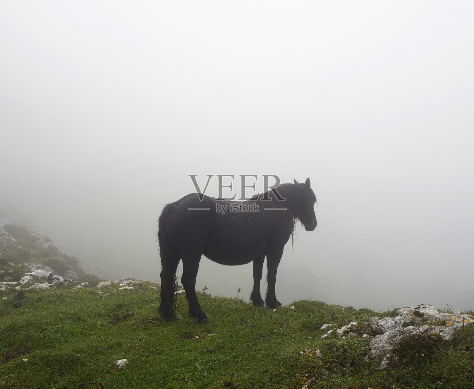 黑马在雾天吃草照片摄影图片