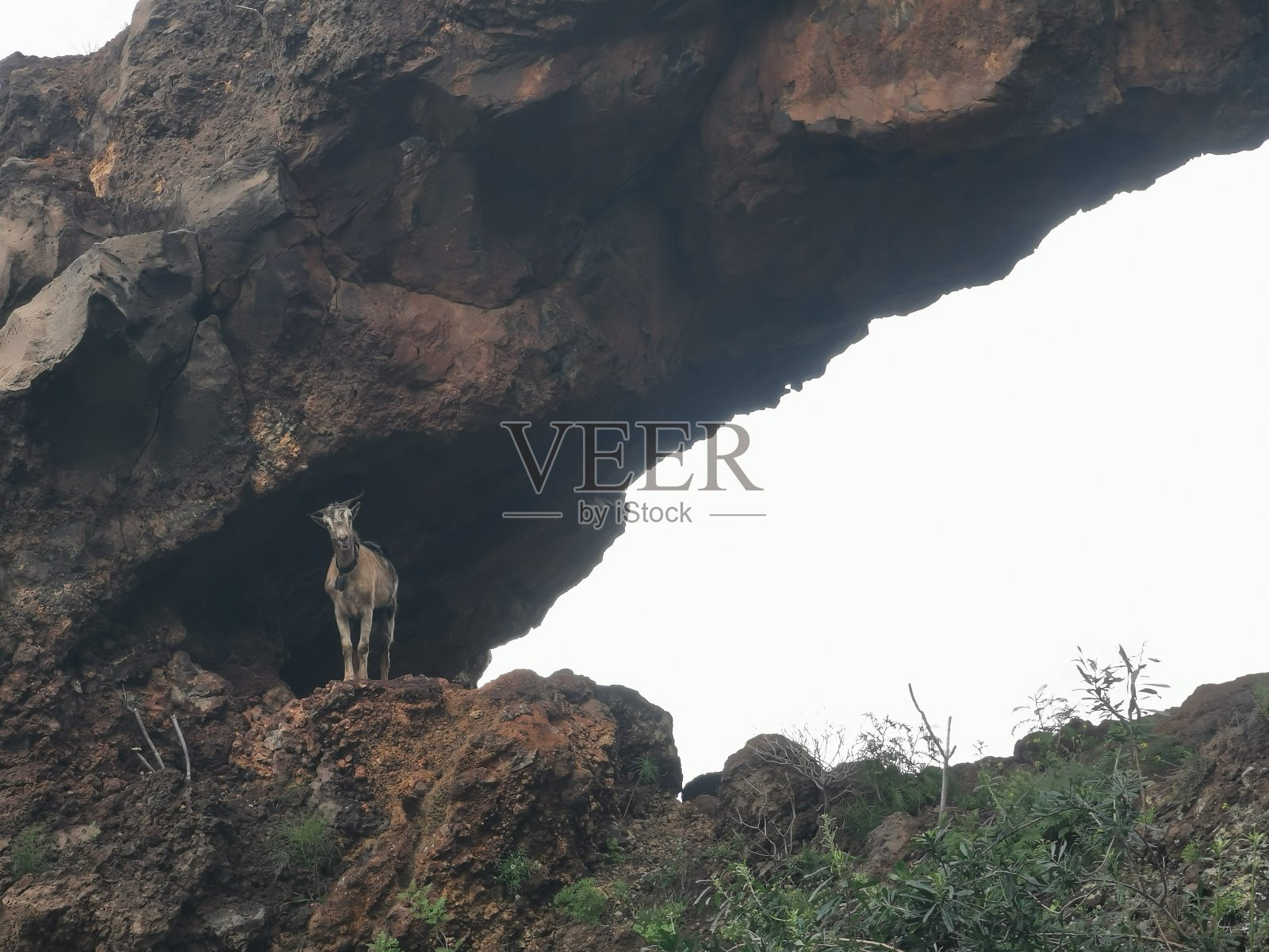 山上的山羊(伊盖斯特-特内里费)照片摄影图片