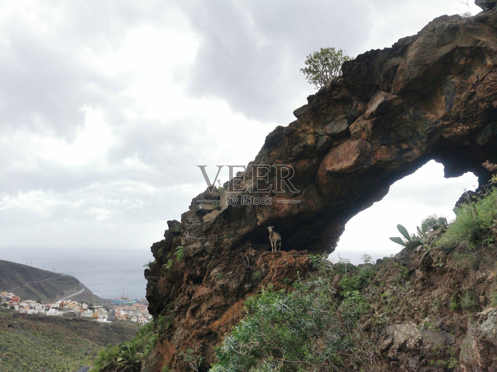 山上的山羊(伊盖斯特-特内里费)照片摄影图片