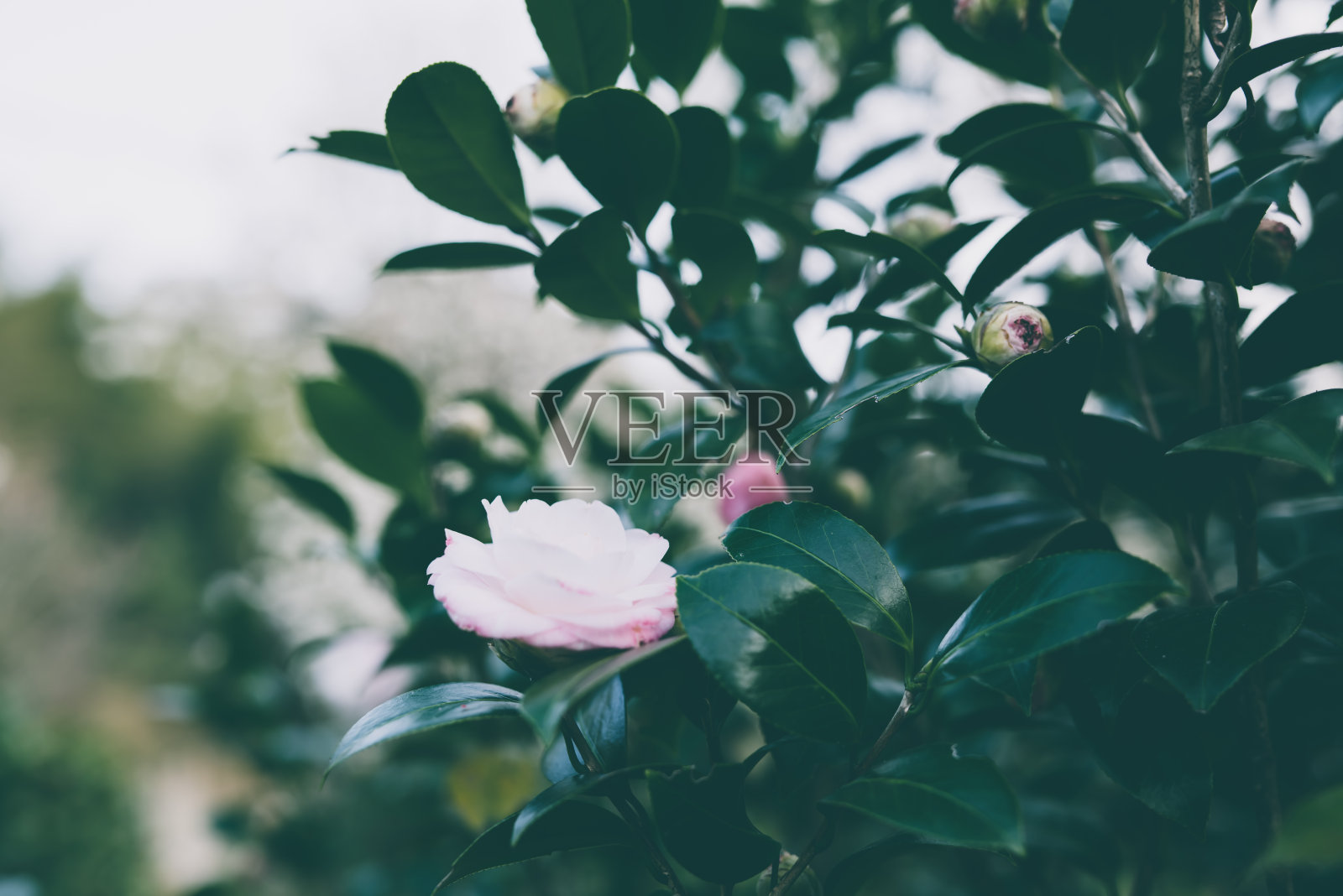 山茶花盛开照片摄影图片