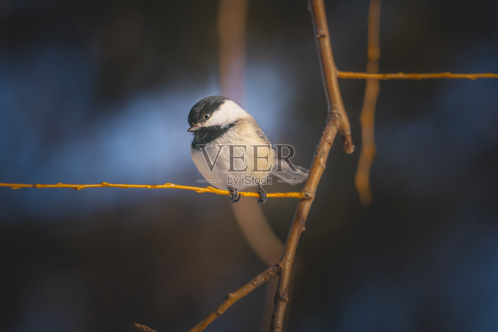 在冬天很漂亮,栖息在树枝上照片摄影图片