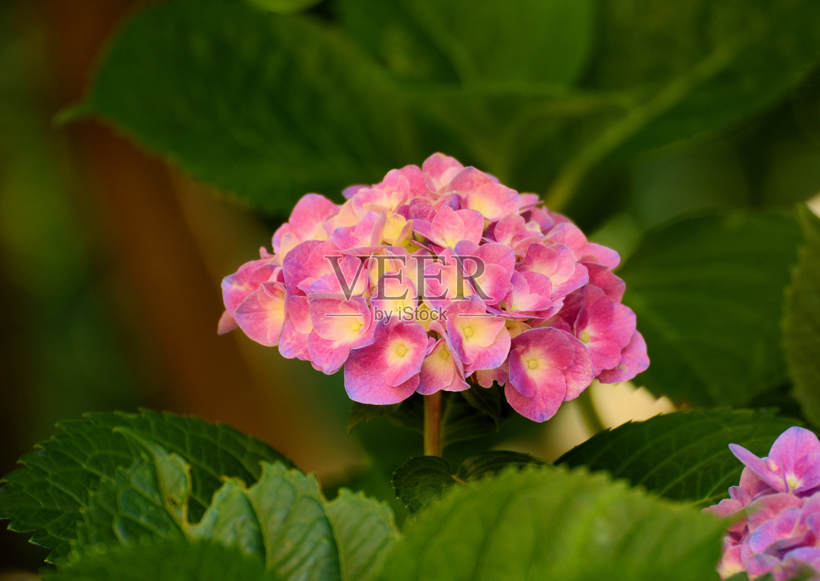 春天的花朵照片摄影图片