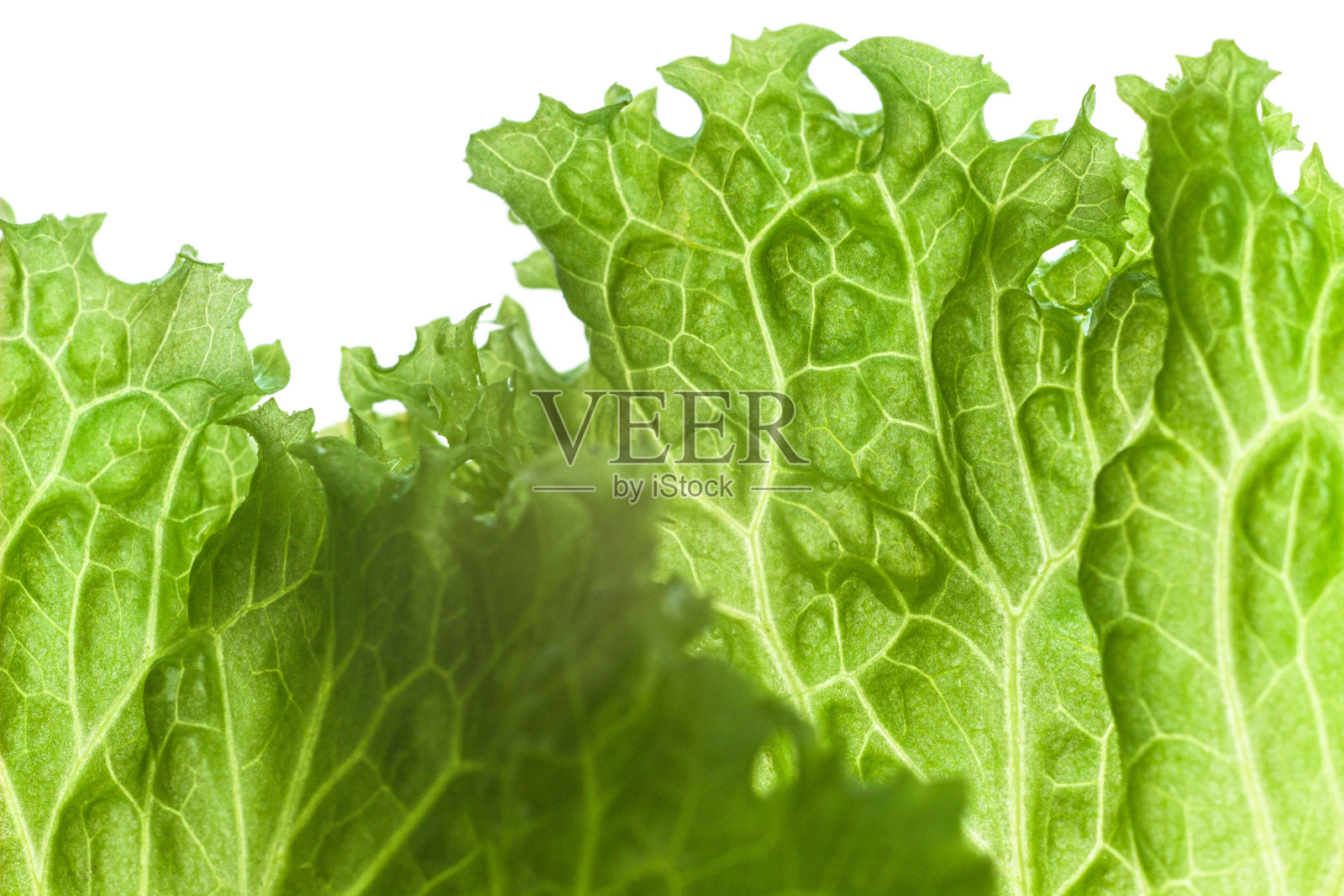 新鲜,绿色的生菜沙拉叶子在白色的背景照片摄影图片
