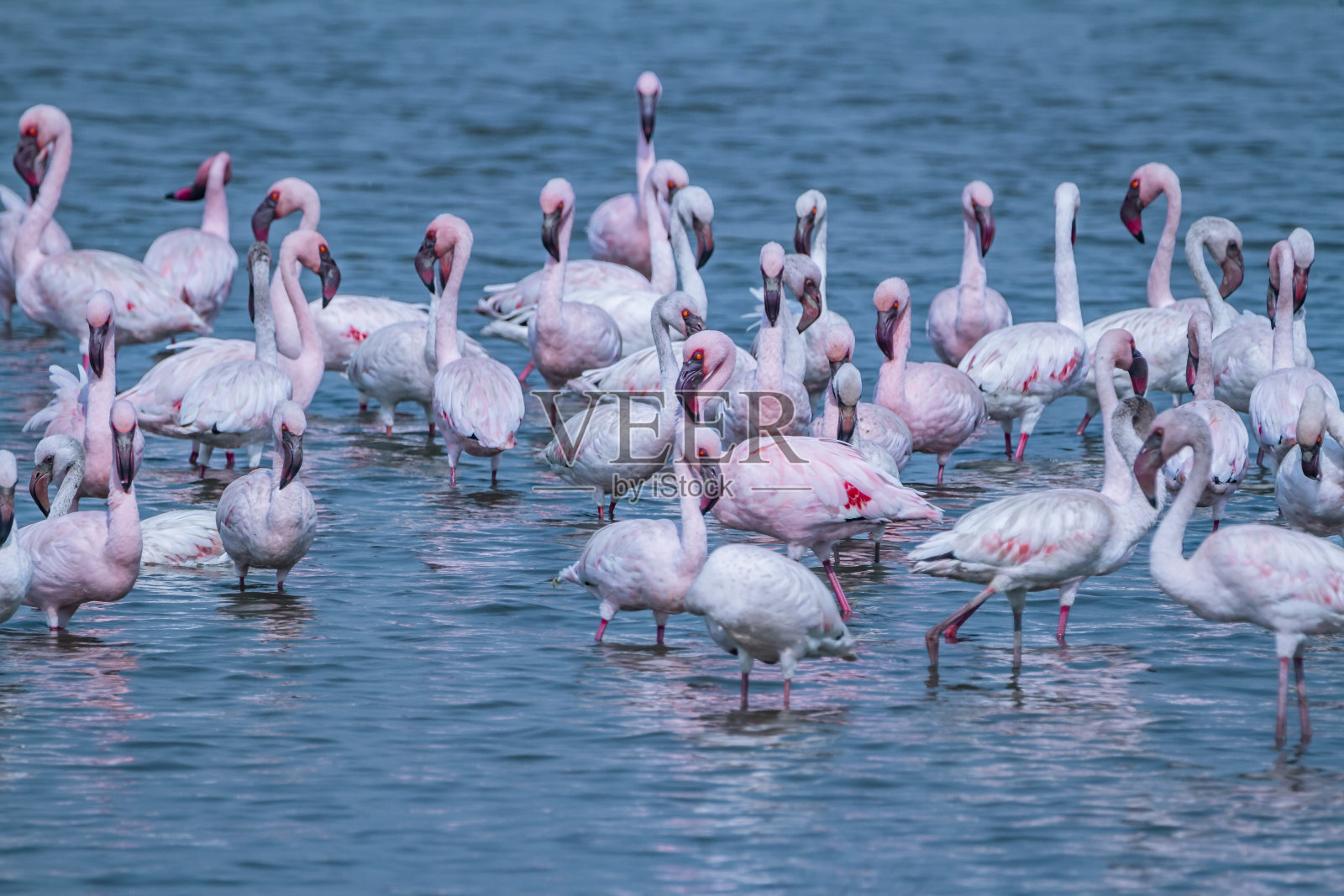 在蓝色的鸟照片摄影图片