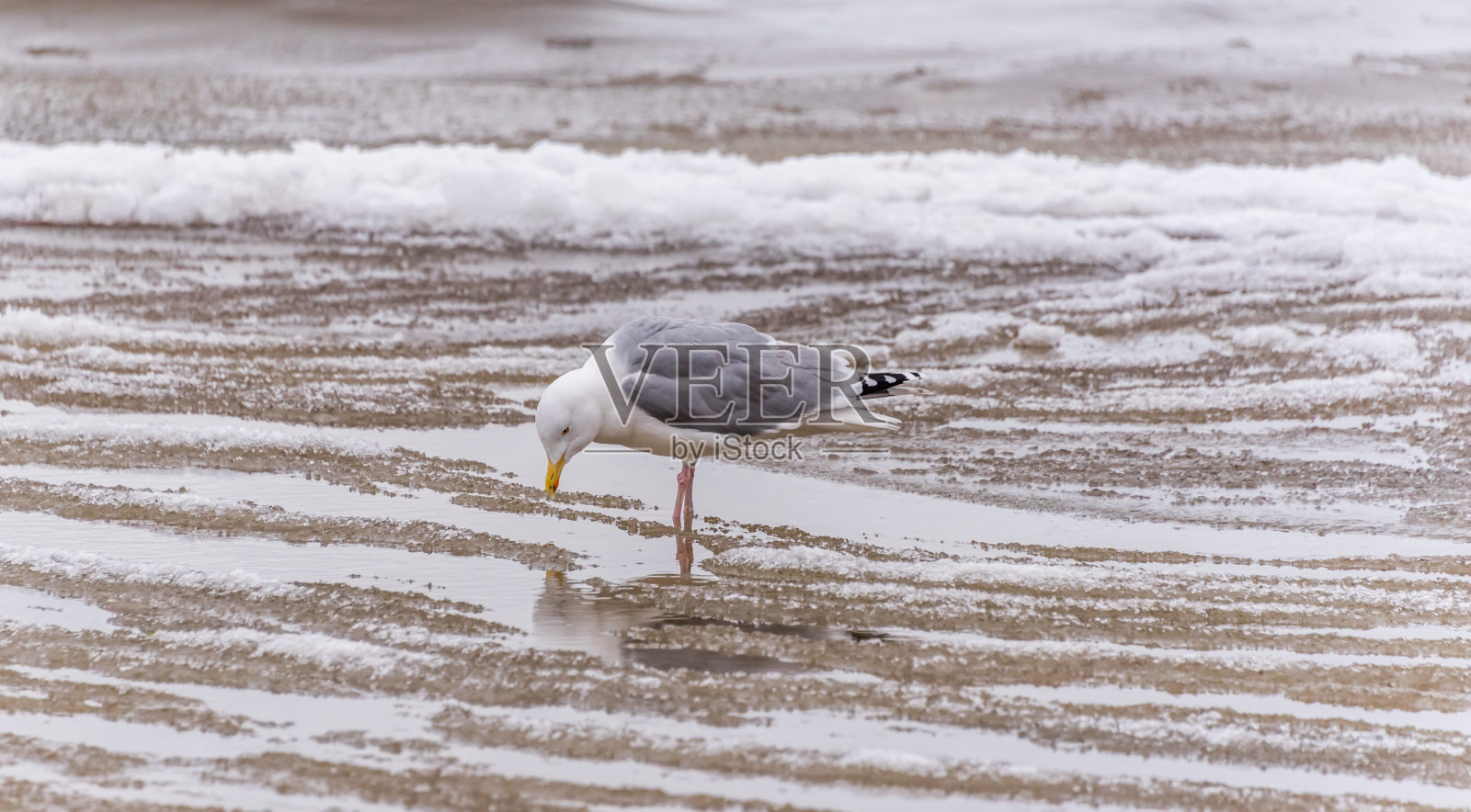 冬天,在冰冻的波罗的海沿岸,海滩上的海鸥照片摄影图片