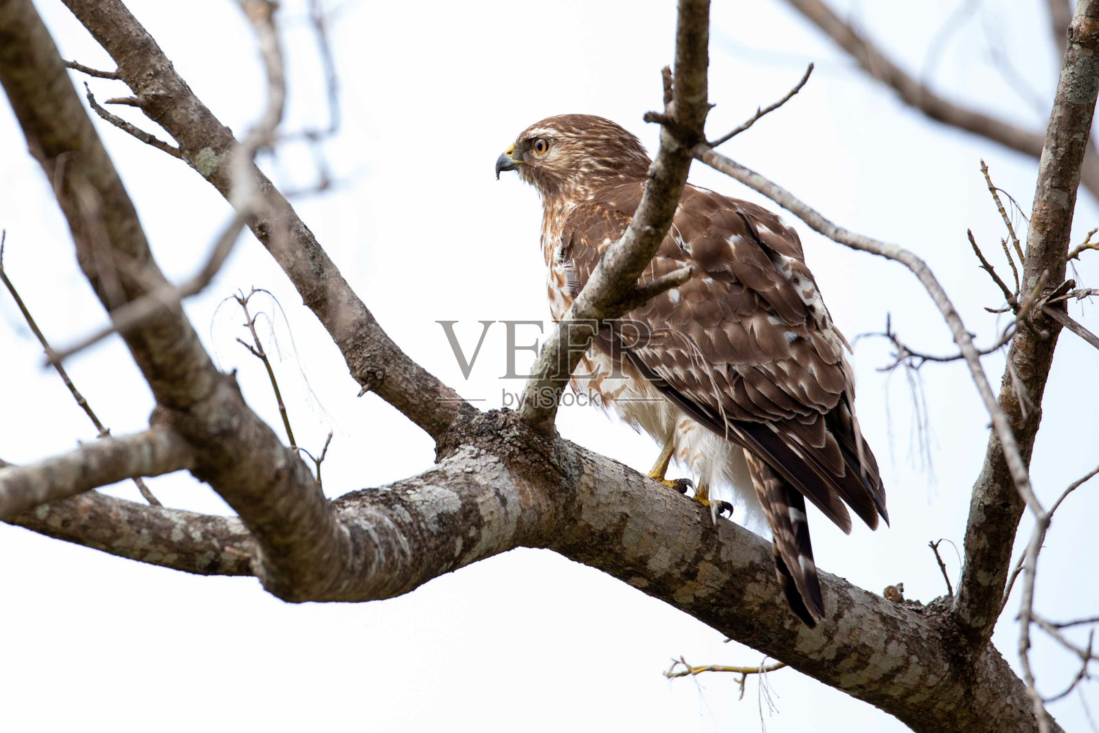 宽翅鹰栖息在树枝和标志上照片摄影图片