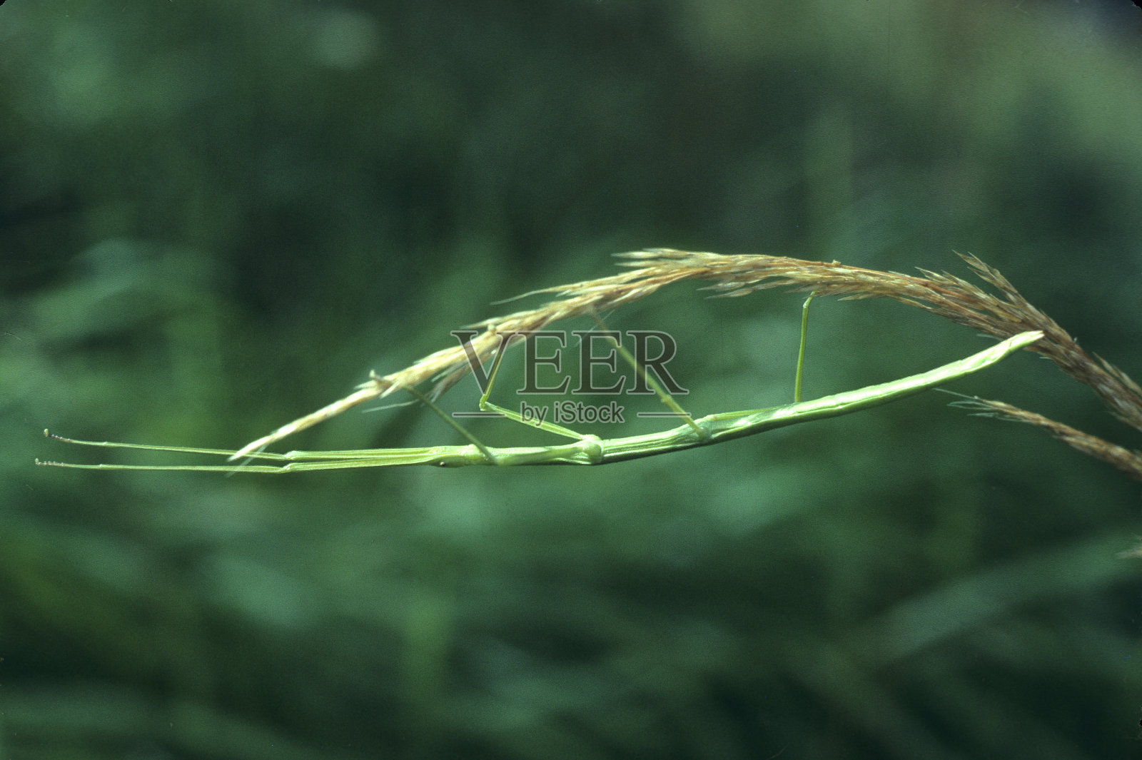 竹节虫照片摄影图片