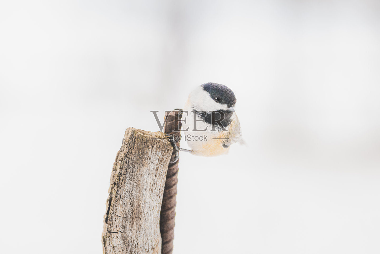 在冬天,照片摄影图片