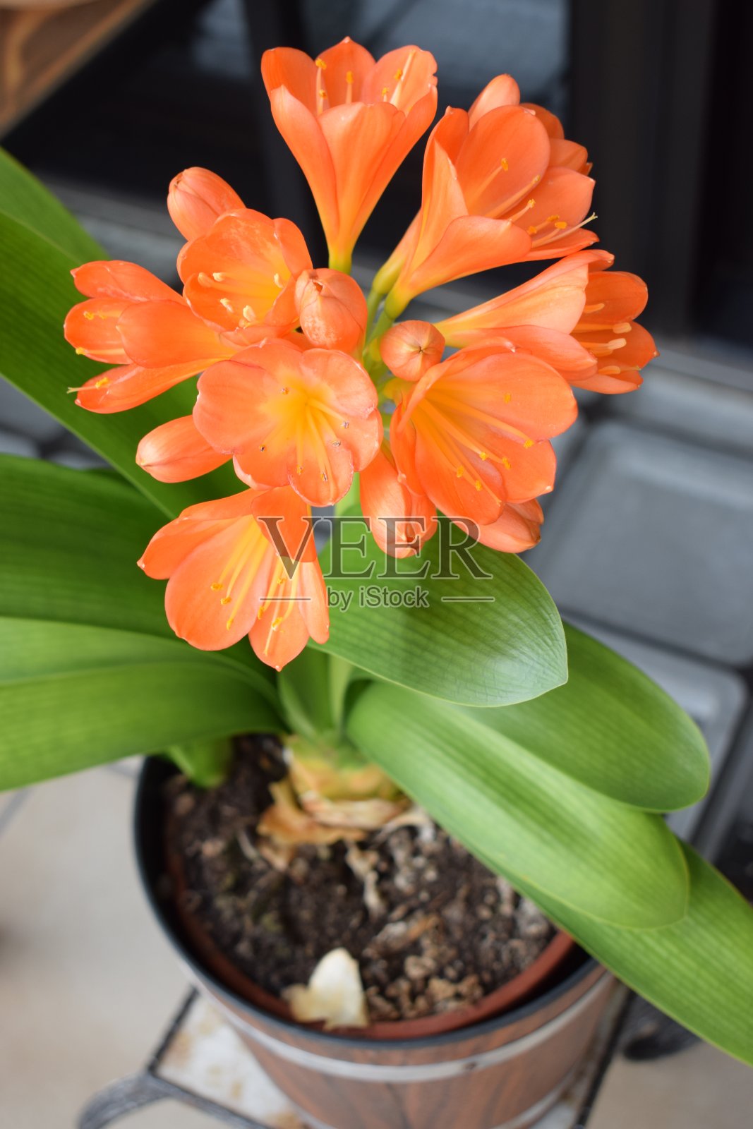 盛开的君子兰miniata照片摄影图片