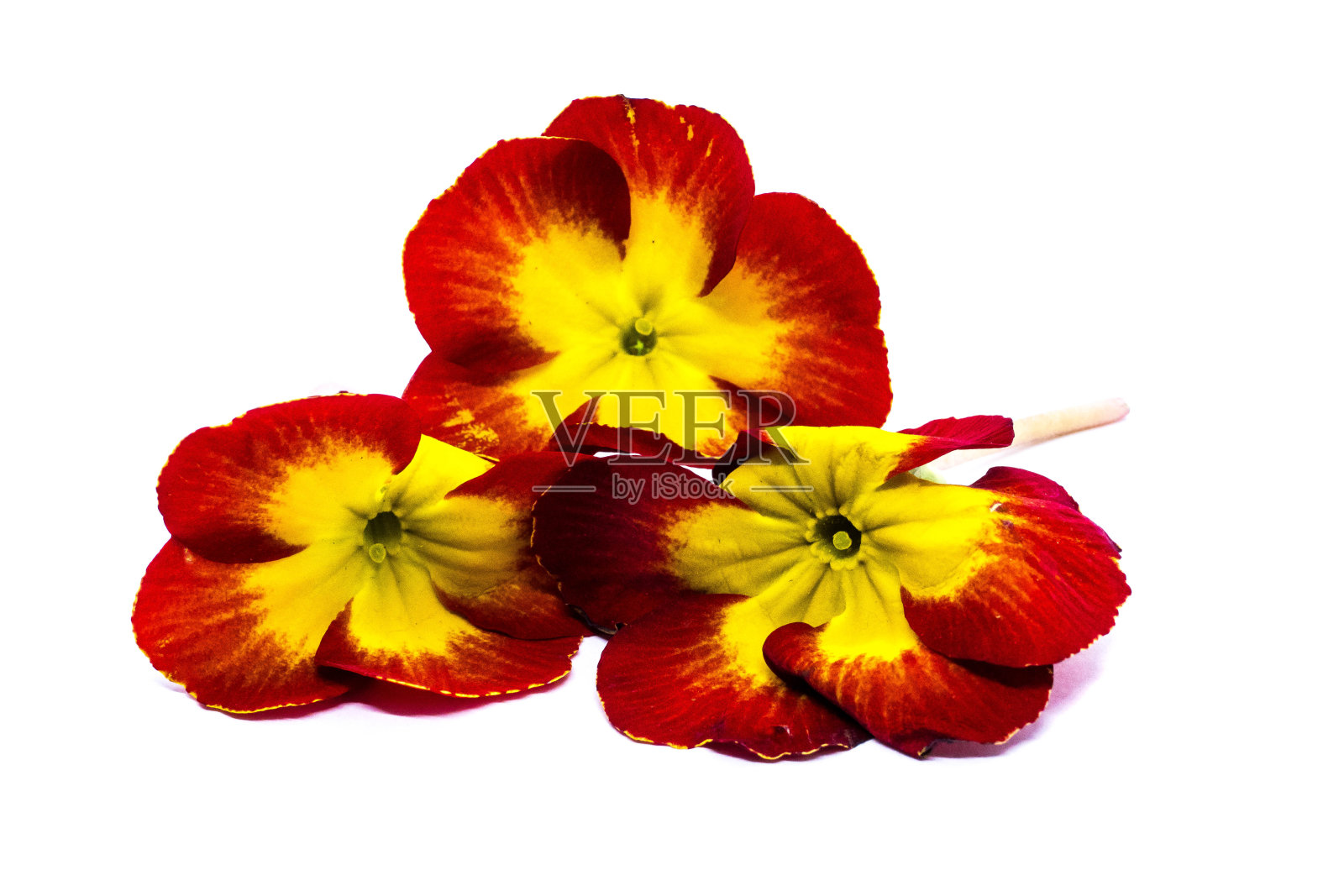 樱草花孤立的白色照片摄影图片