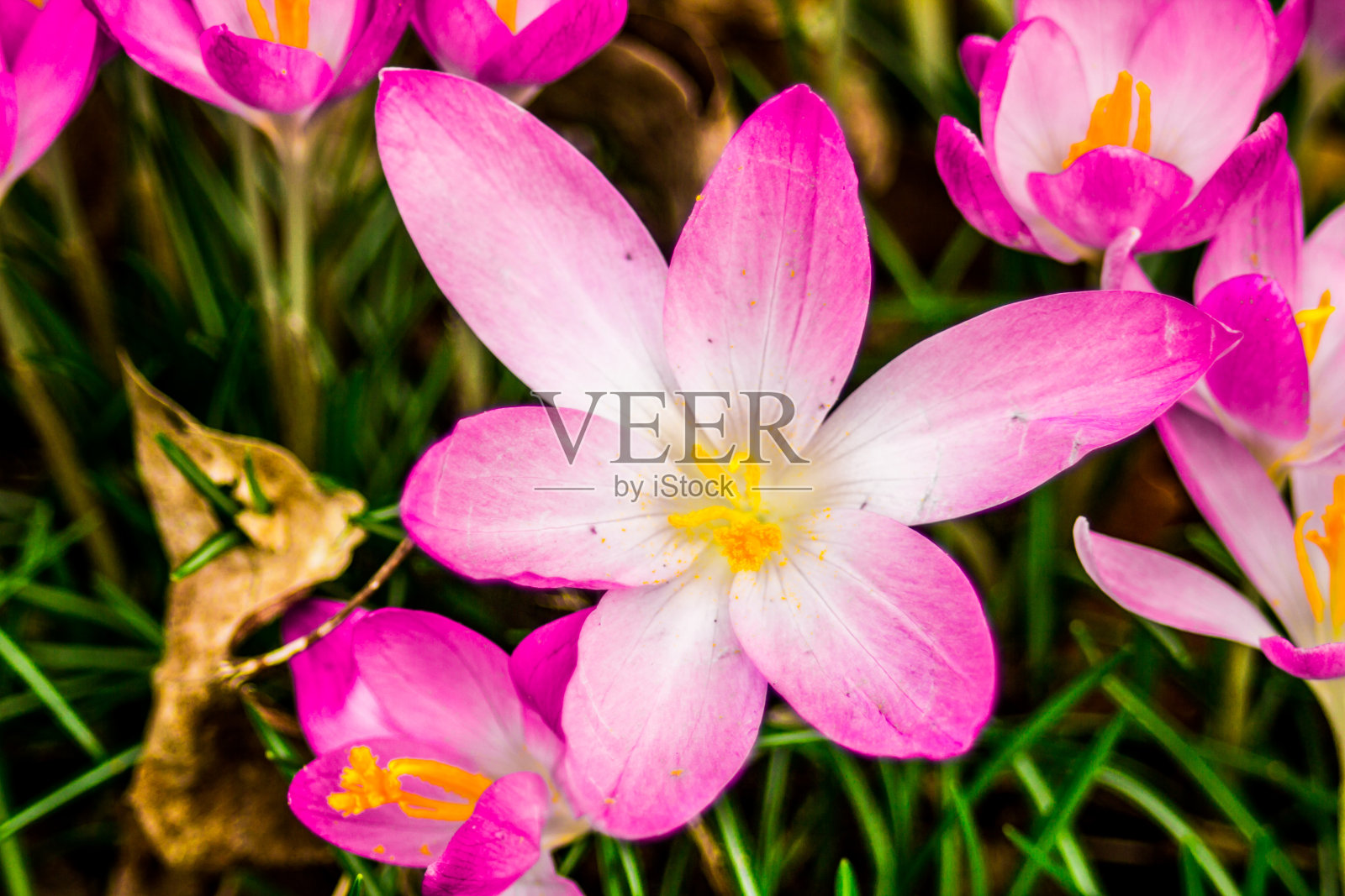 番红花,番红花或番红花照片摄影图片