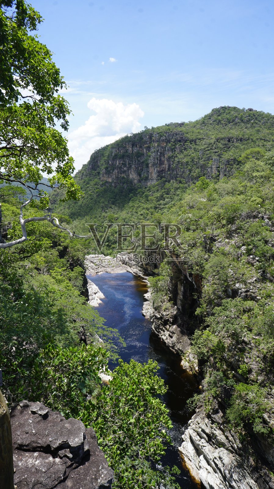 番石榴照片摄影图片
