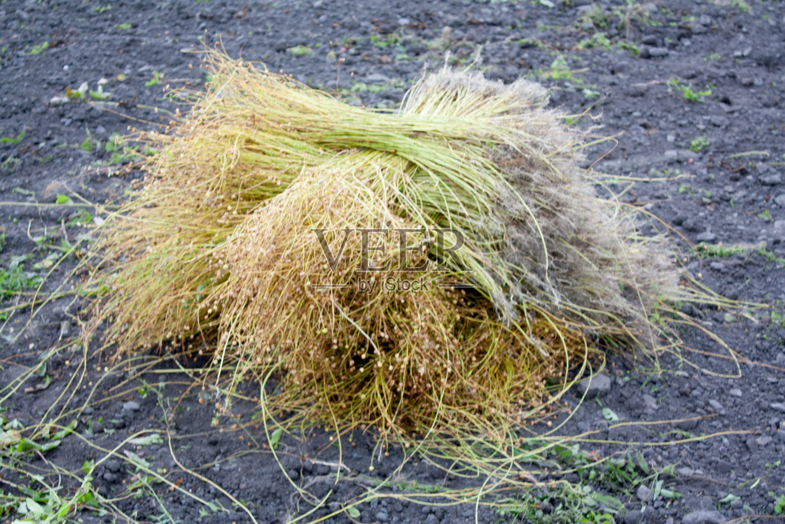 一束黄色的草生长在多石的黑色土地上照片摄影图片